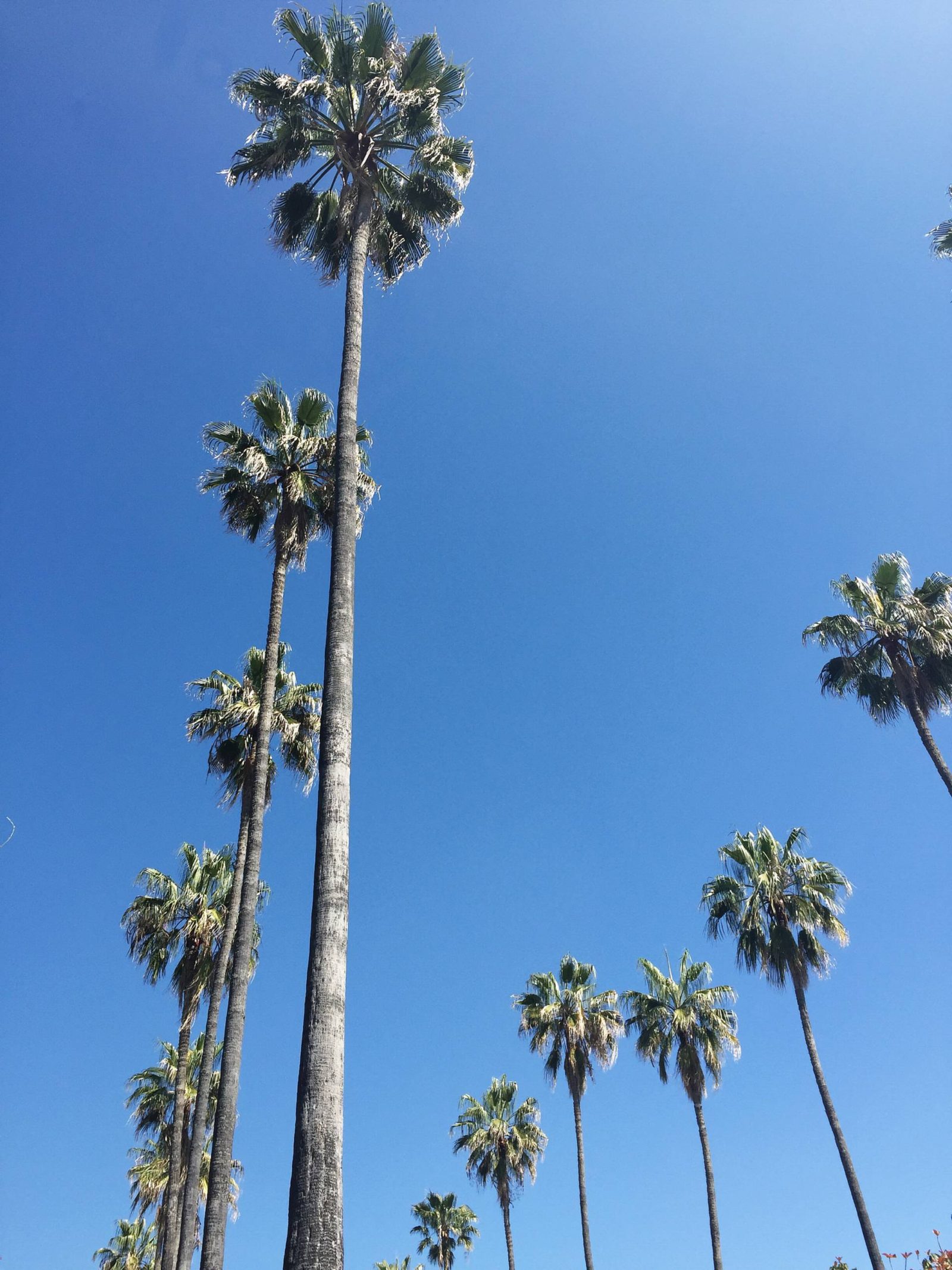 Los Angeles_Palm Trees