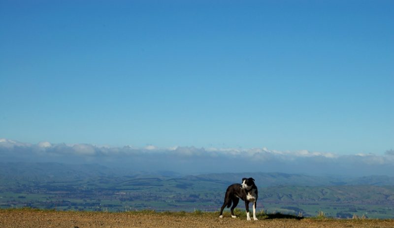 Explore the Wairarapa – One of the most underrated regions in New Zealand